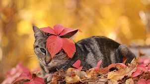 осенния кошка