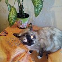  ,  , 60  -  13  2015    