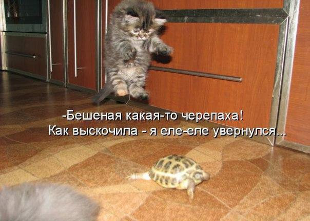 Без кота и жизнь не та - 18 января 2016 в 05:31