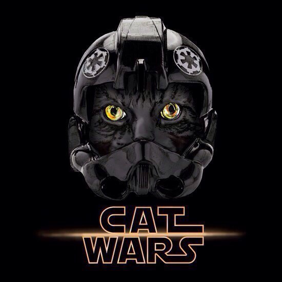 Cat wars - 4