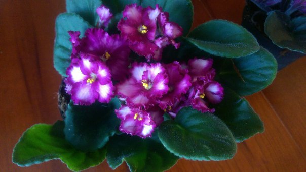 ������ - ��������� ������, ����� �� ����� � ���� �������. �������� ������ ������� � ������������ ...