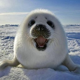 ���� ����, ������, 46 ��� - ��������� 13 ������� 2016