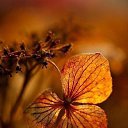 ���� Ya, ������ - ��������� 2 ������ 2015 � ������ ���� ����������