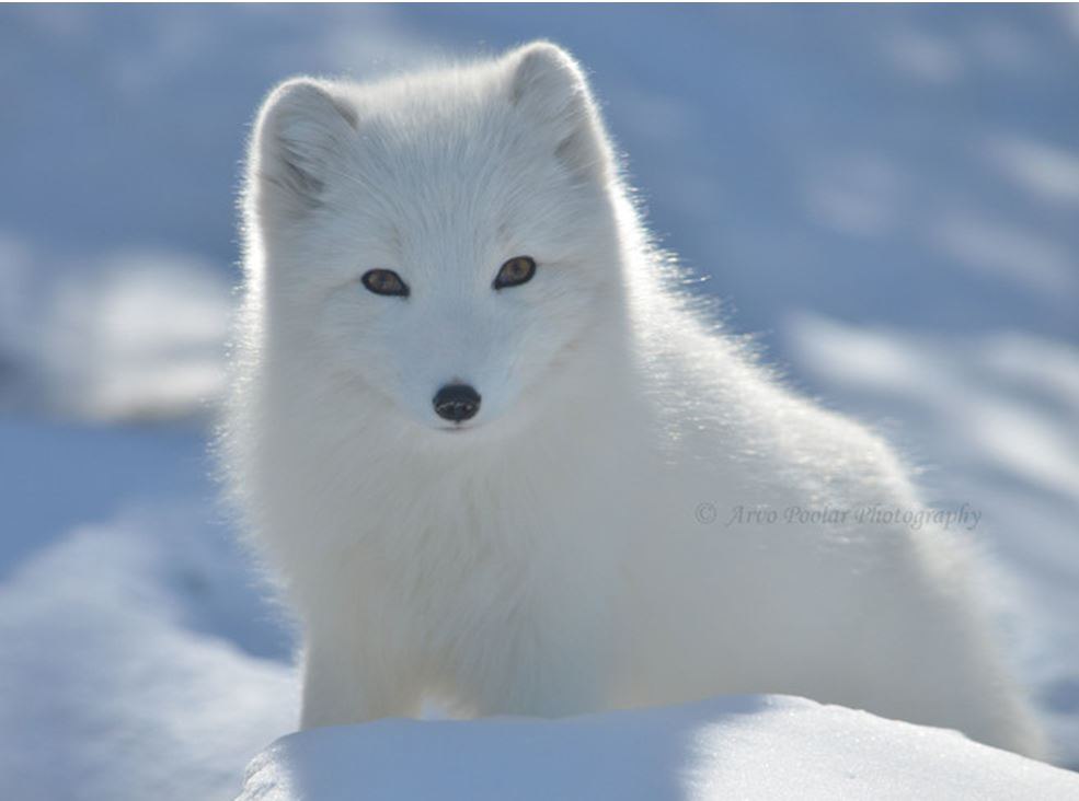 ARCTIC FOX.   https://fotostrana.ru/away?to=/sl/tLT   Hello, can I help ...