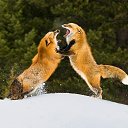 ���� Lee, ������ - ��������� 13 ������ 2015 � ������ �������)))�