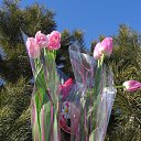 ���� ������, ����������� - ��������� 8 ����� 2016 � ������ ������ ��������