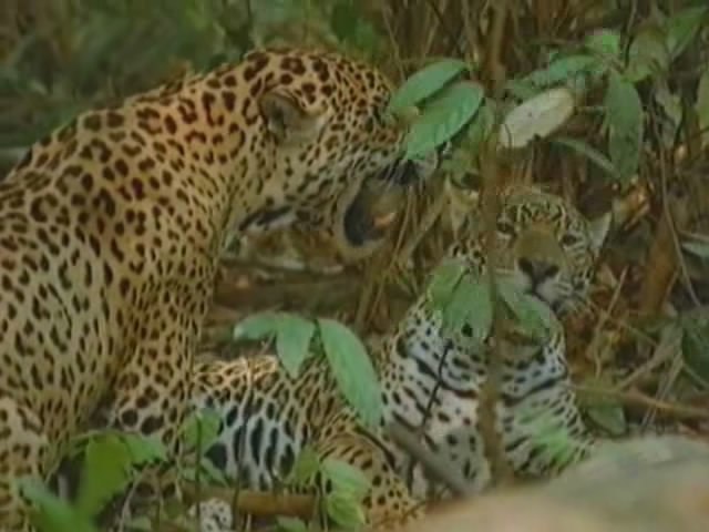 �����: ���������� ���.(Jaguar: Eater of Souls)�������� ���� �������� - ��������� ��������� ��� ... - 3