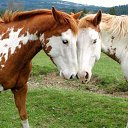 ���� Aleks, ����� ������� - ��������� 12 ������� 2015 � ������ �HORSES�