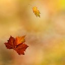 ���� �������, ����� - ��������� 28 ������� 2015 � ������ ���� ����������