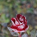  ••,  -  15  2015   