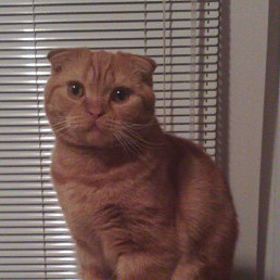 �����, ������, 54 ����