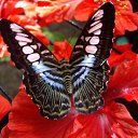  ,  -  18  2016     Ȼ