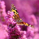  ,  -  18  2016     Ȼ