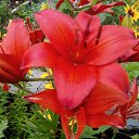 ���� ��������, ������ ��������, 68 ��� - ��������� 1 ������� 2015 � ������ ���� ����������