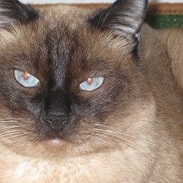 ���� �����, �����������, 59 ��� - ��������� 9 ������� 2015