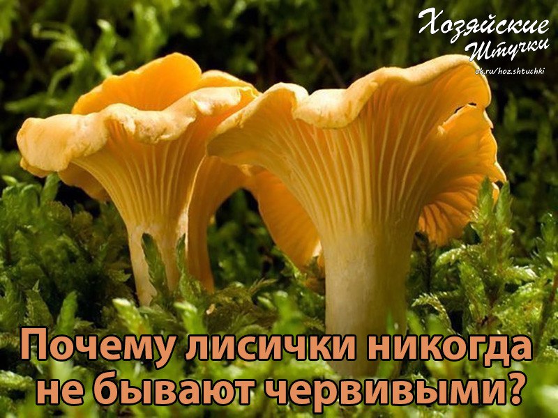 Не задумывались, почему лисички никогда не бывают червивыми? Все очень просто, эти грибы содержат ...