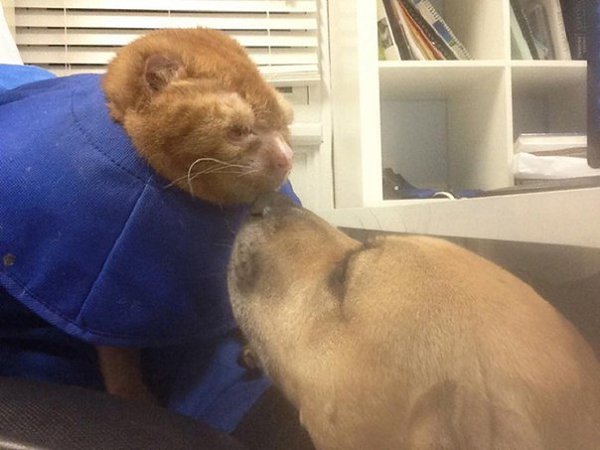Маленький кот с большой душой.Этот удивительный кот выжил в пожаре, где получил ожоги третьей ... - 4