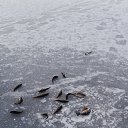���� ����, ���������, 42 ���� - ��������� 30 ������ 2015 � ������ ������ ��������