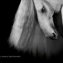 ���� �����, ������ �������� - ��������� 20 ������� 2016 � ������ �������