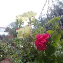 ���� ������, ����������, 81 ��� - ��������� 26 ������� 2015 � ������ ������ ��������