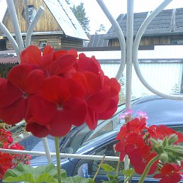 �����, �������, 64 ����