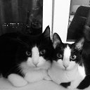 ���� �����, ����������, 59 ��� - ��������� 16 ������� 2015 � ������ ���� ���������