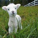 ���� Vladimir, ������, 55 ��� - ��������� 31 ������ 2016 � ������ �Cover Photos�