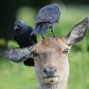  Pawel, , 57  -  2  2015   