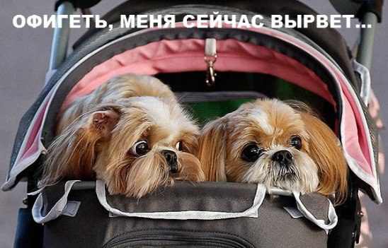 - |  -  . - 11  2016  21:08