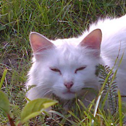 �������, ������, 50 ���