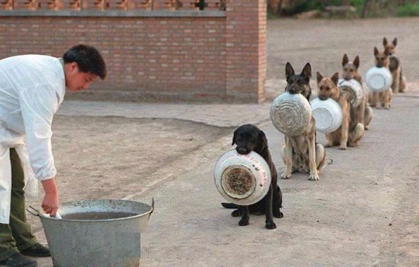 Полицейские собаки в Китае в очереди за обедом.#animal@travel.blog