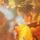 ���� ����, ������-��-���� - ��������� 5 ������ 2015 � ������ ������ ��������
