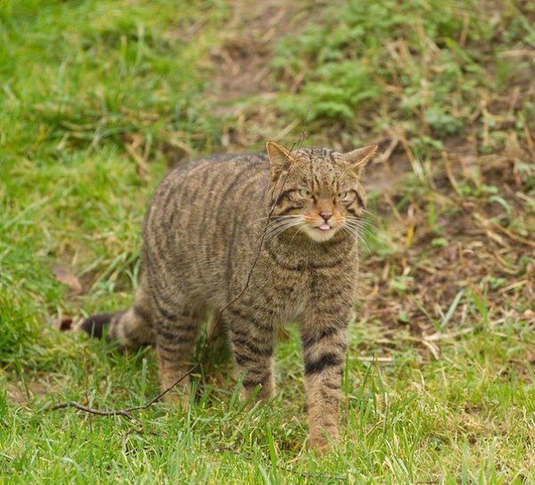  .   (. Felis silvestris),   ,    ... - 2