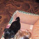  , , 37  -  11  2015   !)