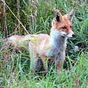 ���� ������, �������, 33 ���� - ��������� 23 ������� 2015 � ������ ������)�