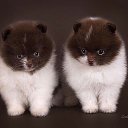 ���� �������, ����-���������, 39 ��� - ��������� 24 ������� 2015 � ������ ���� ����������