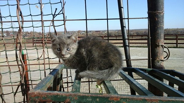  #_ #@catism #@catism.     ,   ... - 4