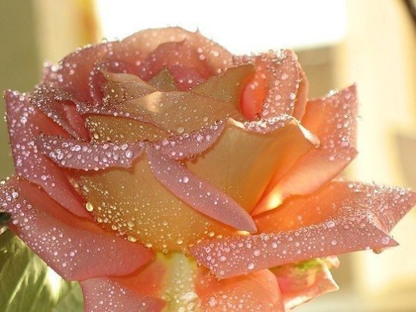 Цветы должны быть без повода. Счастье должно быть настоящим. Дом-тёплым. Любовь должна быть ...