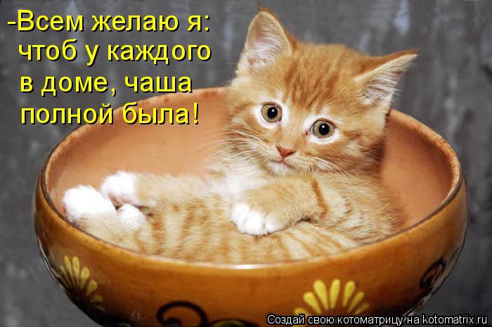 Без кота и жизнь не та - 11 октября 2015 в 06:31