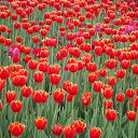 ���� ��������, �����, 47 ��� - ��������� 8 ������� 2015