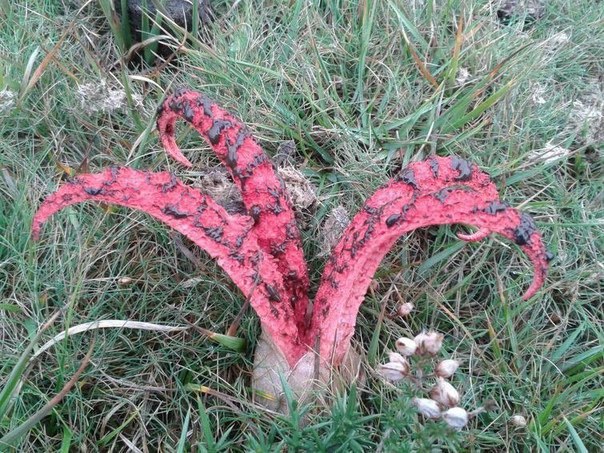   -     .      (Clathrus ... - 5