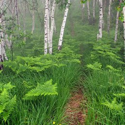 �����, ����, 48 ���