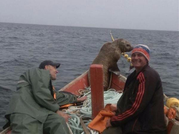 Морской котик влез в лодку к сахалинским рыбакам и не хотел уходить. Так весь день с ними и ... - 2