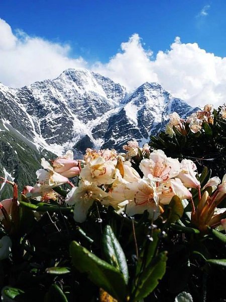 Пора цветения рододендрона в горах.Цветочное вдохновение. - 6