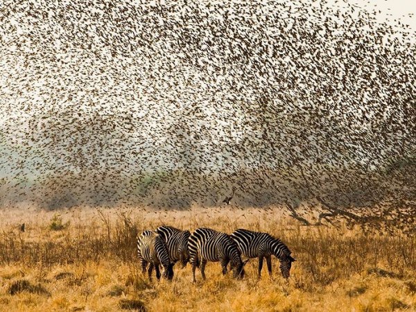   National Geographic - 11
