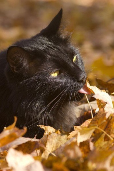 ����� ������� - 26 �������� 2015 � 19:01