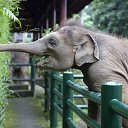 ���� Aleks, ����� ������� - ��������� 13 ������� 2015 � ������ �Elephants�