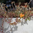 ���� �����, ���������, 38 ��� - ��������� 1 ������� 2015 � ������ ������ ��������