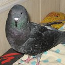 ���� ������, ������, 46 ��� - ��������� 4 ������ 2016