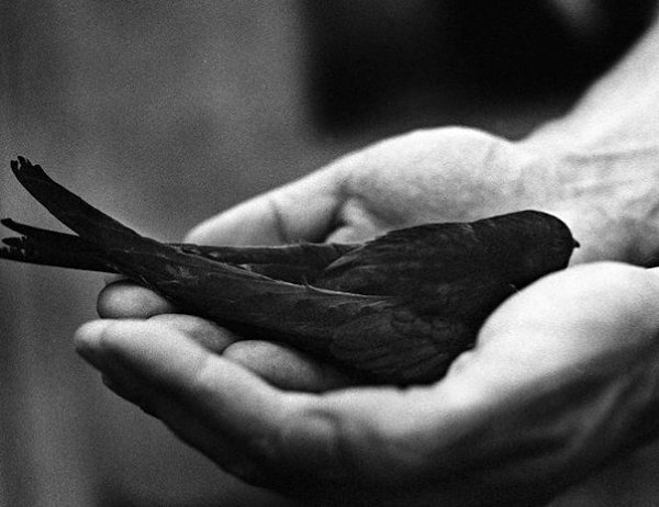 Неважно — скольку у тебя друзей. Важно — сколько из них помогут тебе в трудную минуту и сколько ...